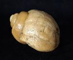 Ampullina sp. (FRUSSAC 1822) - Bild © FossNet FossilienStore